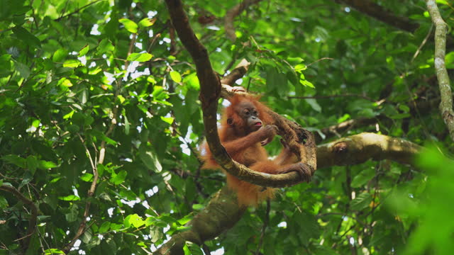 Young female orangutang on the tree in North Sumtra jungles