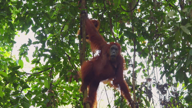 Mother orangutang nurturing baby orangutang in the forest of North Sumatra