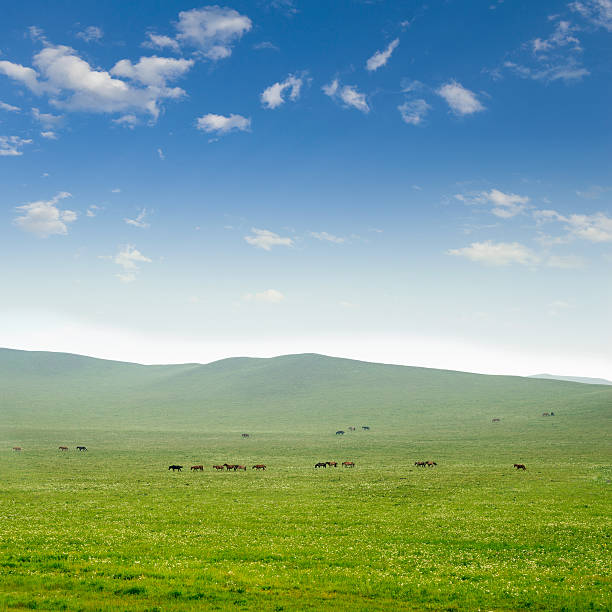 istock Horse on the grassland 181977882