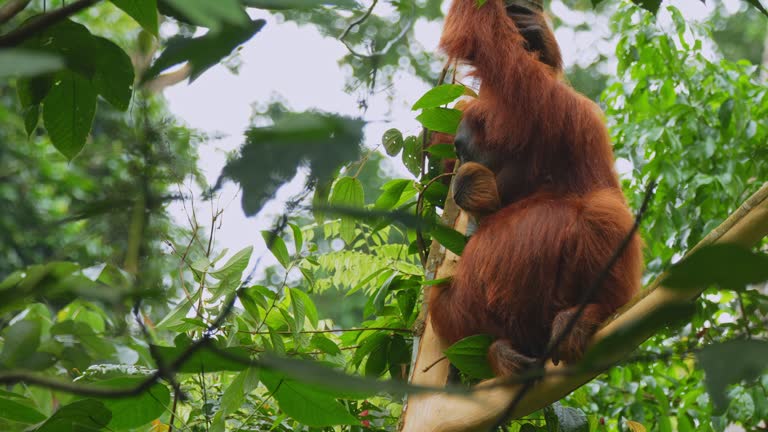 Female orangutang on the tree in North Sumtra jungles