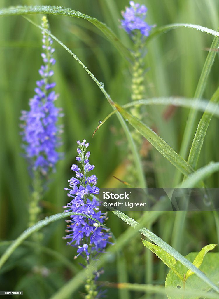 Fleurs bleues - Photo de Arbre en fleurs libre de droits