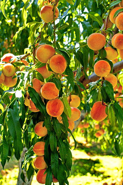 Fruit Garden Peach Tree Stock Photo - Download Image Now
