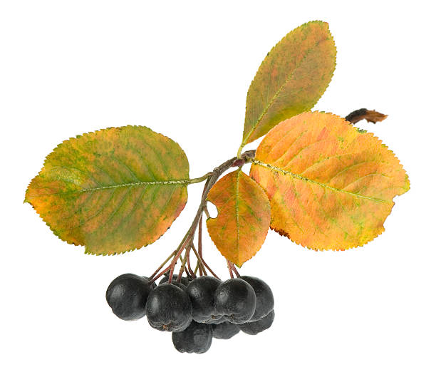 Autumn bunch of ripe black chokeberry with leaves