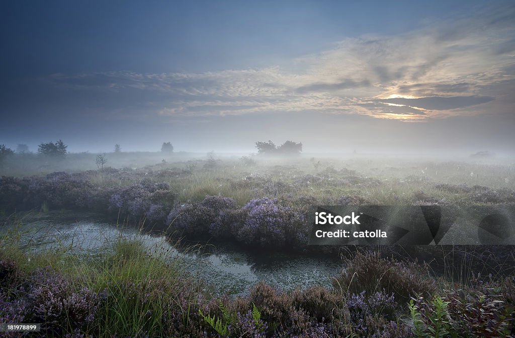 misty nascer do sol ao longo do pântano com florescendo Urze - Royalty-free Amarelo Foto de stock