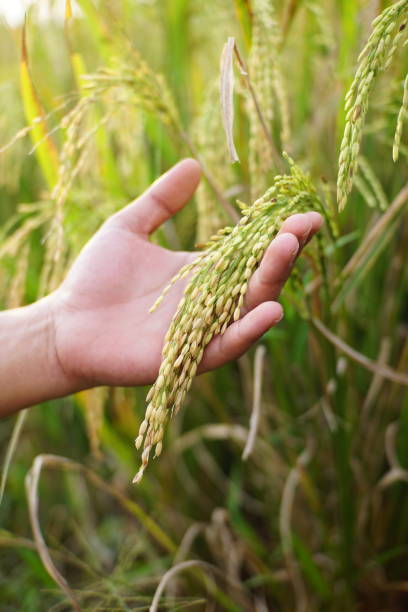 istock hand is holding rice ready to harvest 1819801536