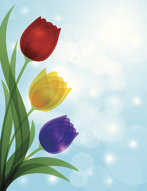 illustrazioni stock, clip art, cartoni animati e icone di tendenza di tulipani colorati blu bokeh sfondo illustrazione vettoriale - single flower flower mothers day easter