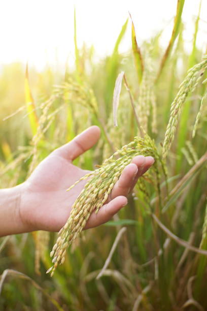 istock hand is holding rice ready to harvest 1819803649