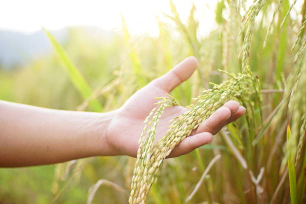 istock hand is holding rice ready to harvest 1819804160