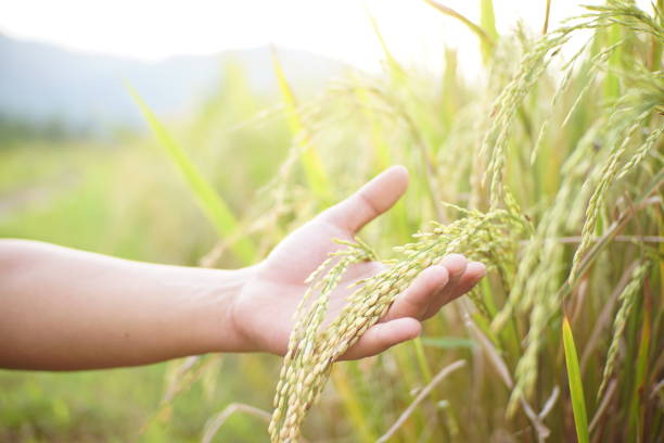 istock hand is holding rice ready to harvest 1819806290