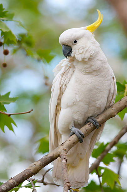 istock Sulfur Crested Cockatoo 181980741