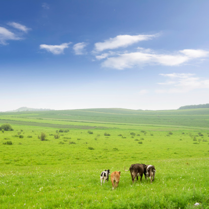 Landscape with grazing calves