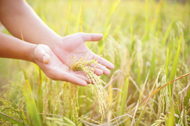 istock hand is holding rice ready to harvest 1819809961