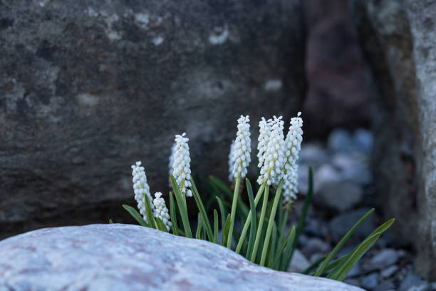 A blooming white mouse hyacinths muscari in a crevice between boulders