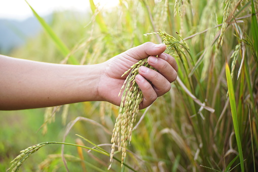 someone is showing rice plants that are ready to harvest