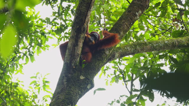 Female orangutang on the tree in North Sumtra jungles