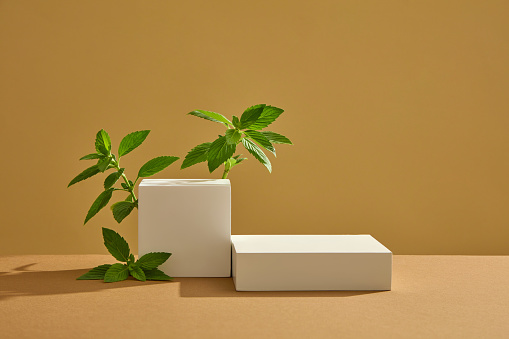 Abstract presentation background for product advertising with fresh spearmint leaves and white podiums on brown background. Spearmint is an herb. The leaves and oil are used to make medicine