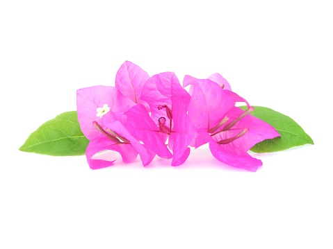 Pink bougainvillea placed in the center, brightly colored, isolated on a white background.