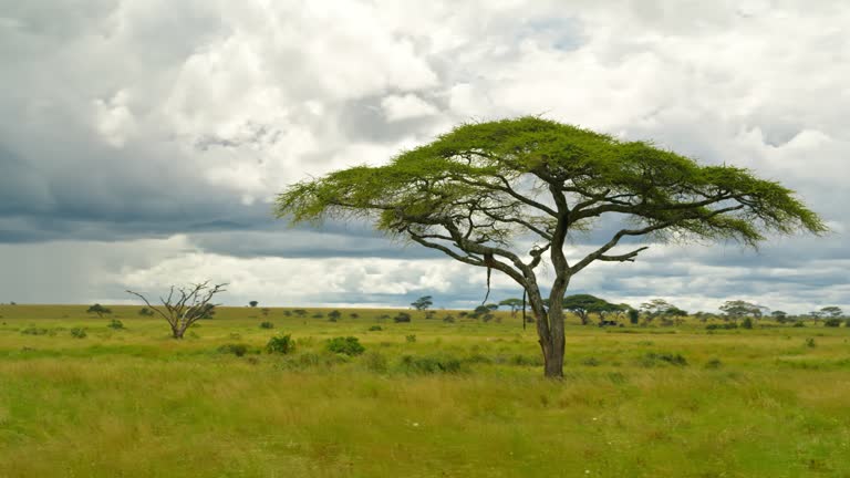 SLO MO Scenic view of trees on grassy meadow at Tanzania's forest. Panning shot of lush pasture against dramatic sky