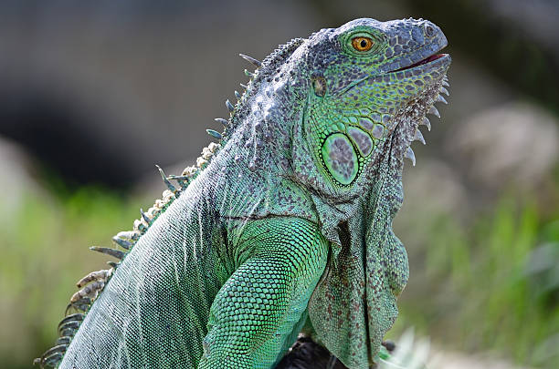 istock female Green Iguana 181981354