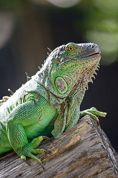 istock female Green Iguana 181981377