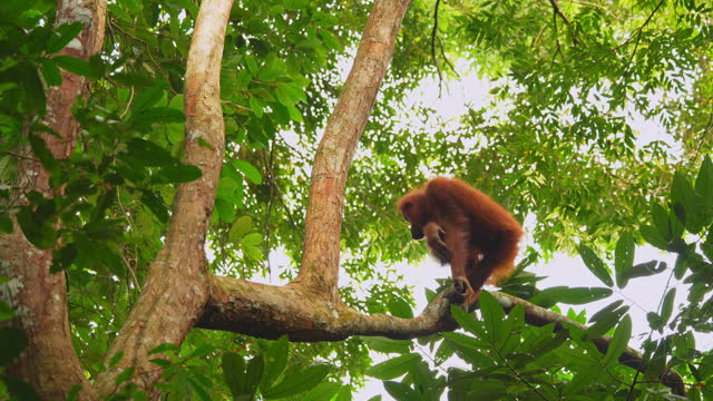 Young female orangutang on the tree in North Sumtra jungles