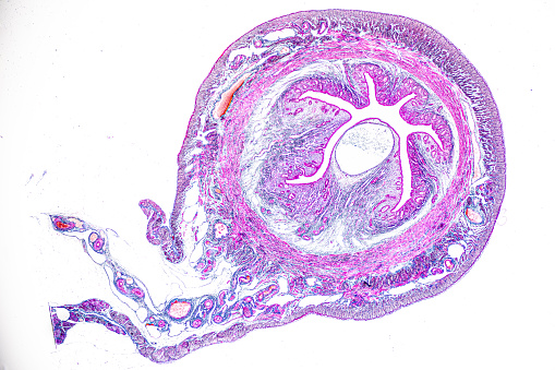 Adipose tissue human, Smooth muscles human, Bone human and Striated (skeletal) muscle human under the microscope in Lab.