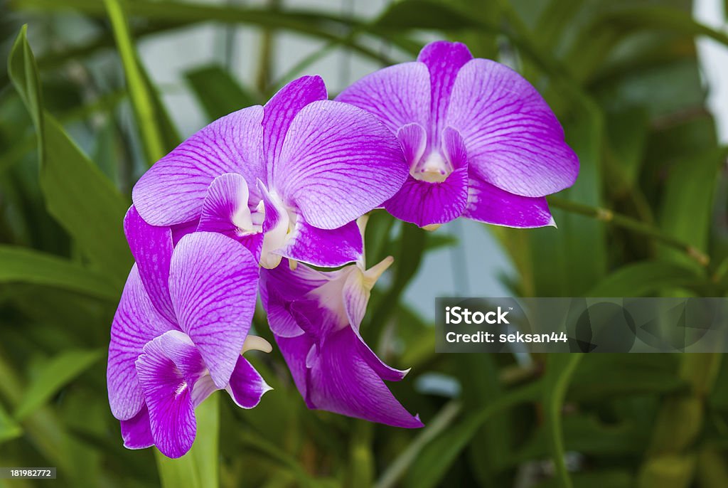Rosa gestreifte Orchidee Blume - Lizenzfrei Blatt - Pflanzenbestandteile Stock-Foto