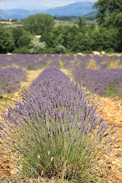 istock Lavender fields near Sault, France 181982776