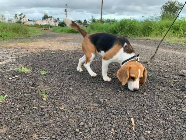 istock Beagle dog loves to play and roam. 1819829490