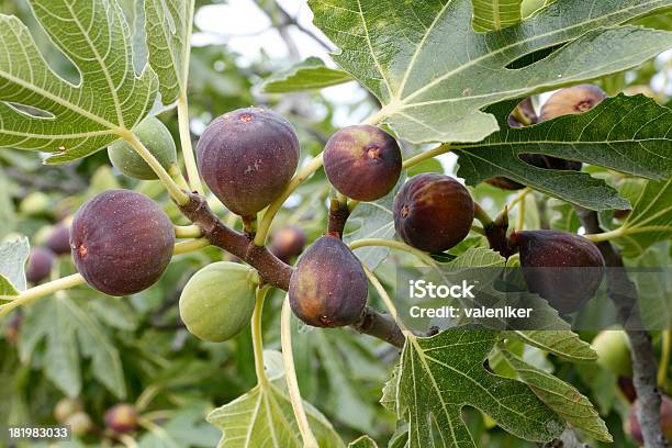 Figos - Fotografias de stock e mais imagens de Alimentação Saudável - Alimentação Saudável, Antioxidante, Ao Ar Livre