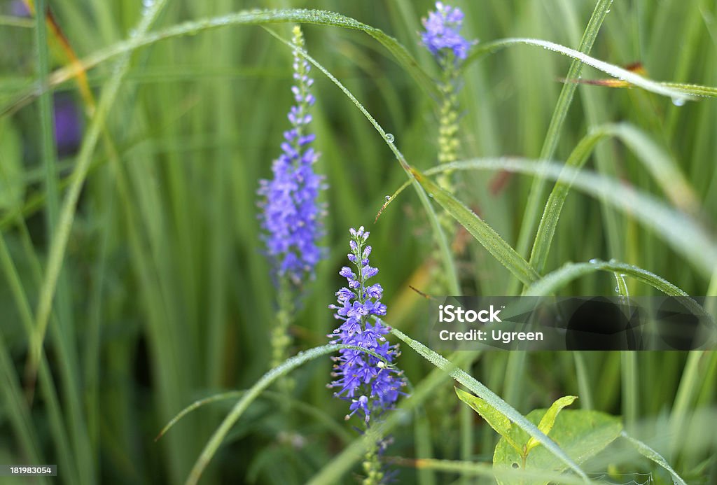 wildflower - Foto de stock de Azul royalty-free