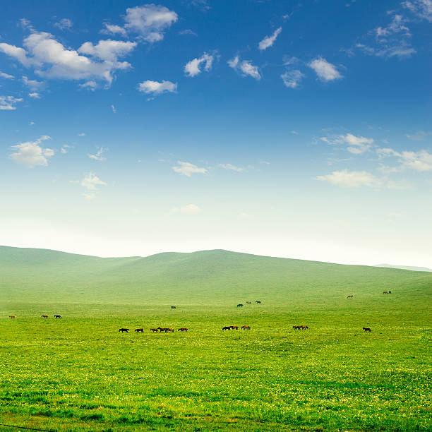 istock Horse on the grassland 181983069