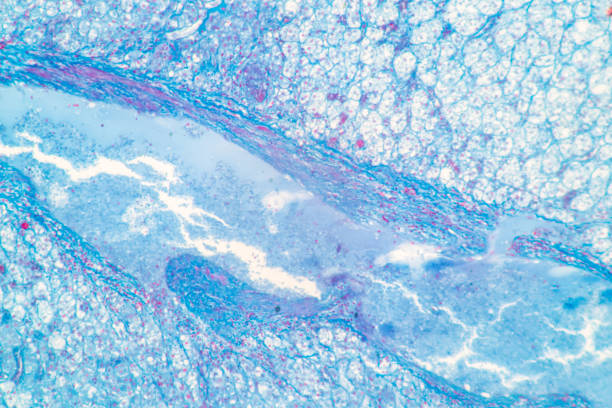 Showing Light micrograph of the Adrenal gland human under the microscope for education in the laboratory. Showing Light micrograph of the Adrenal gland human under the microscope for education in the laboratory. lamina propria stock pictures, royalty-free photos & images