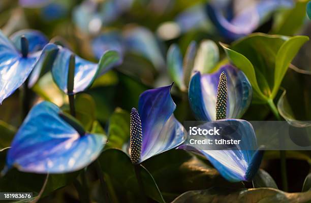 Blau Blumen Und Green Leafs Stockfoto und mehr Bilder von Bildhintergrund - Bildhintergrund, Blatt - Pflanzenbestandteile, Blau