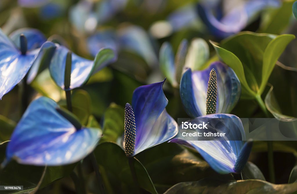 Azul flores con verde leafs - Foto de stock de Agricultura libre de derechos