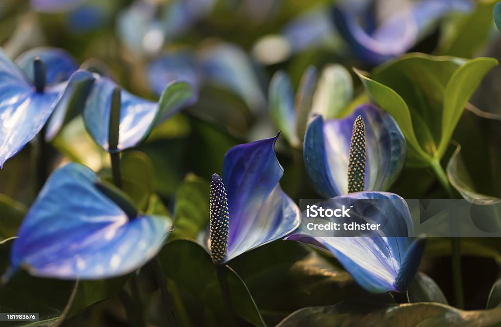 ブルーの花柄にグリーン leafs - いっぱいになるのロイヤリティフリーストックフォト