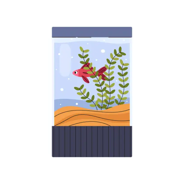 Vector illustration of Glass home aquarium with pink fish, coral and seaweed, algae and sand, accessories, aquarium aquatic pet vector