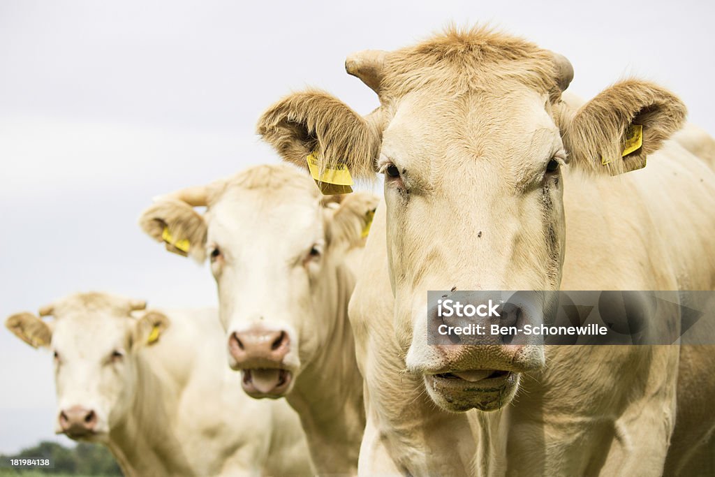 Trzy Brązowe krowy - Zbiór zdjęć royalty-free (Humor)