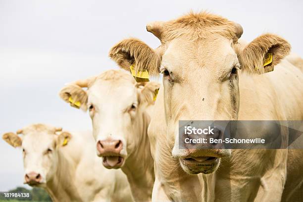 Trzy Brązowe Krowy - zdjęcia stockowe i więcej obrazów Humor - Humor, Ser, Beżowy