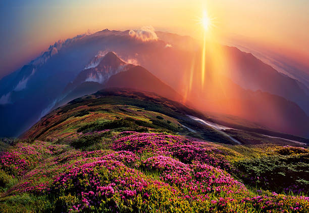 istock Rhododendrons, beautiful alpine flowers 181984268