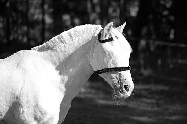 istock Profile of horse in a flyveil 181984498