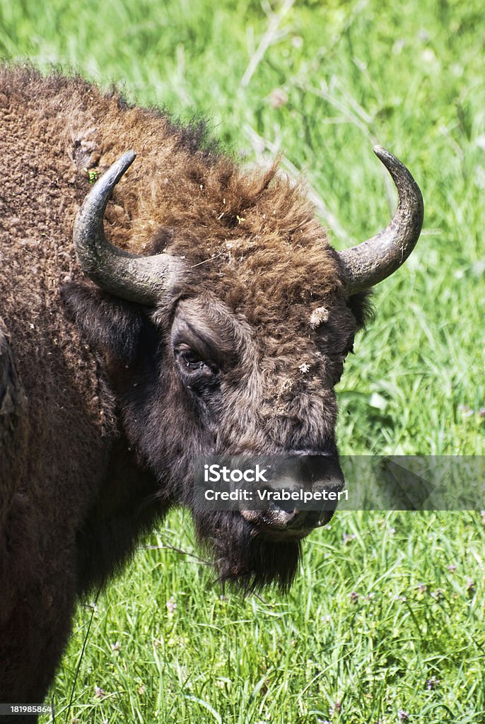 Retrato de bisonte europeo macho - Foto de stock de Animal libre de derechos