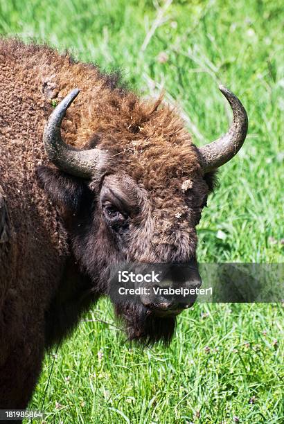 Retrato De Bisonte Europeo Macho Foto de stock y más banco de imágenes de Animal - Animal, Animal macho, Animal vertebrado