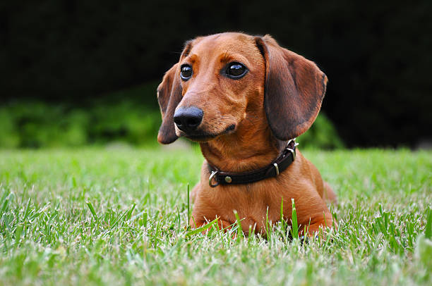 istock Miniature dachshund dog in park 181985995