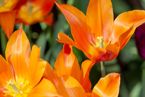 Close-up of colorful tulips in the garden.