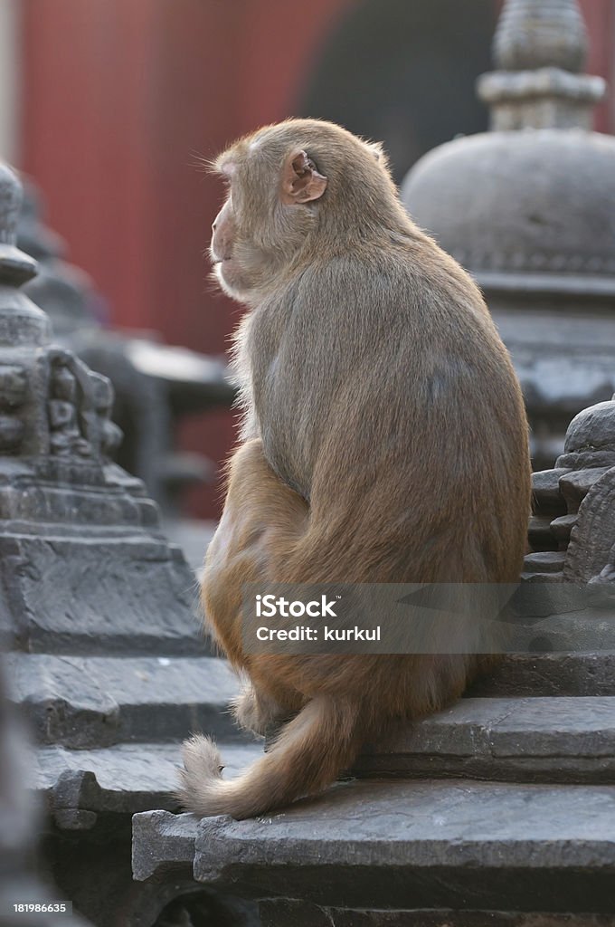 macaco - Foto de stock de Animal royalty-free