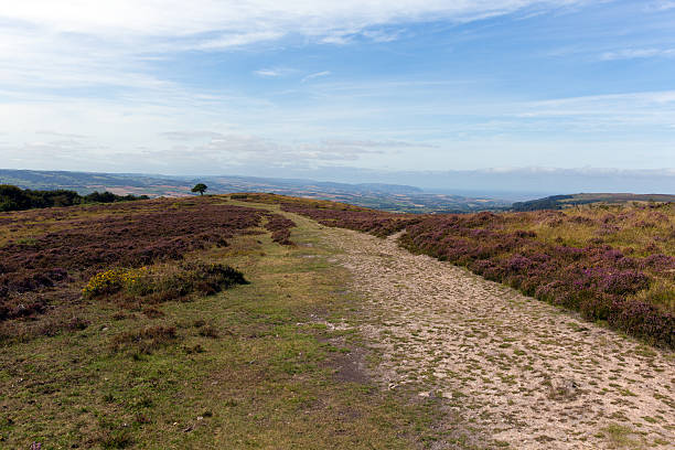 istock Top of Quantock Hills Somerset England with purple heather 181986750