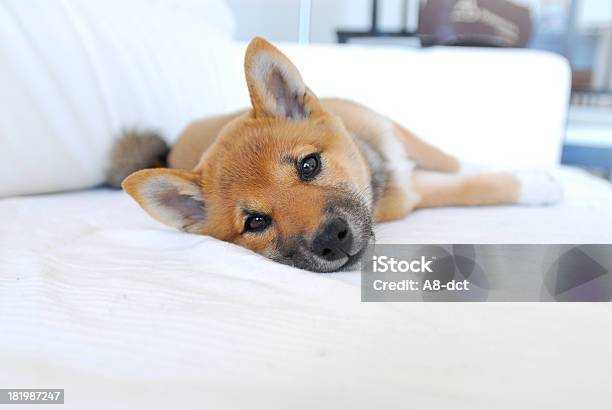 Shiba Inu Puppy Stock Photo - Download Image Now - Shiba Inu, Puppy, Sofa
