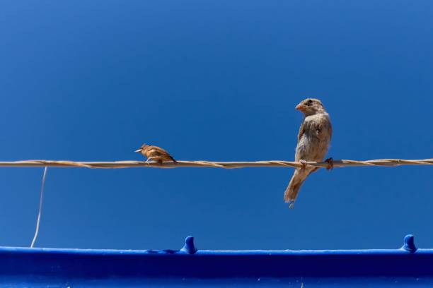 The two birds perched atop an electrical wire, perched against a bright blue sky.