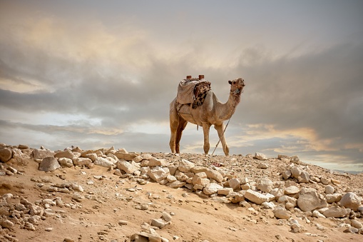 A single camel stands atop a rocky terrain in a dry, arid environment